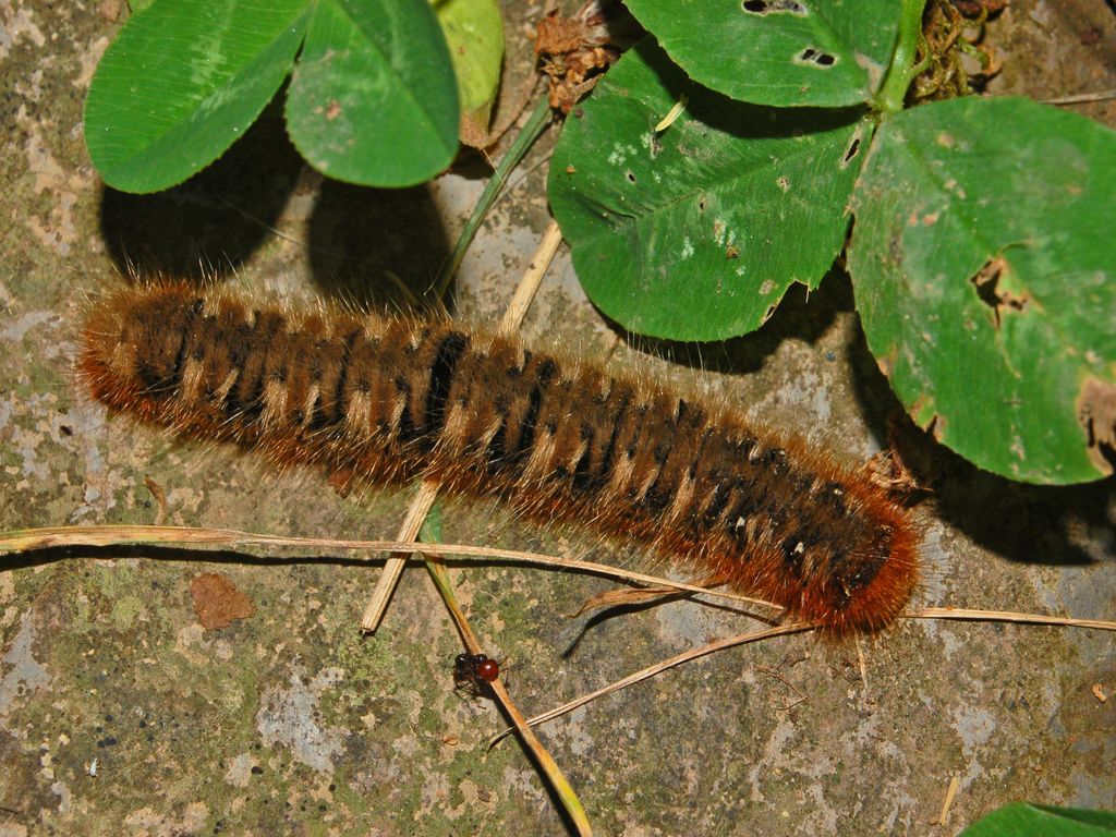 Un bruco da identificare - Lasiocampa quercus